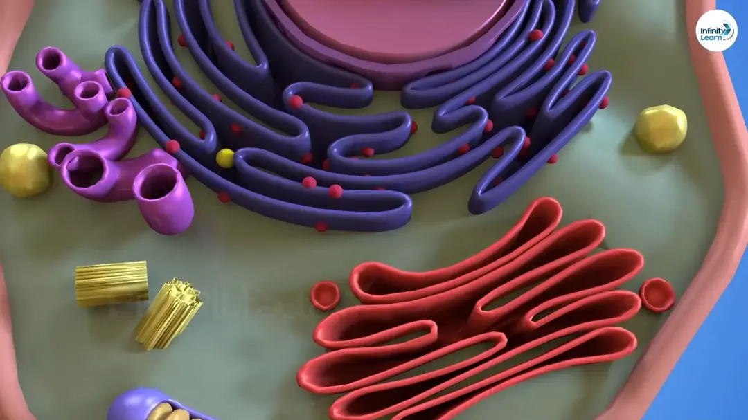 3D Cell Animation